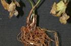 A muskátli gyakori betegségei: fotók a tünetekről, kezelési módszerek A pelargonium betegségei