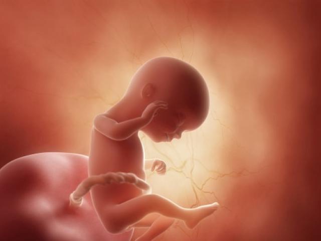 गर्भावस्था के सोलहवें सप्ताह में बच्चे का अंतर्गर्भाशयी विकास 16वें सप्ताह में पेट कैसा दिखना चाहिए