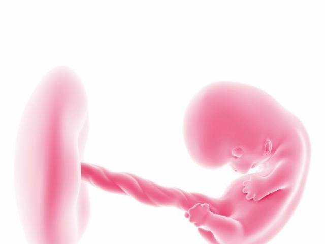 Eighth obstetric week of pregnancy: what happens in the body of the mother and fetus?