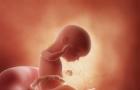 गर्भावस्था के सोलहवें सप्ताह में बच्चे का अंतर्गर्भाशयी विकास 16वें सप्ताह में पेट कैसा दिखना चाहिए